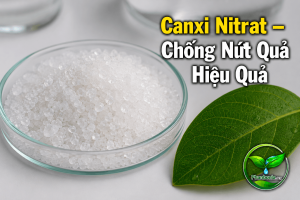 Canxi Nitrat