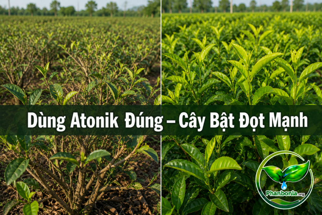 Dùng atonik đúng cây bật đọt nhanh