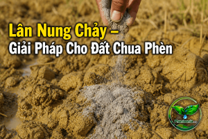 Lân nung chảy