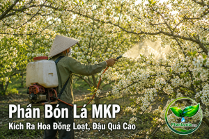 Phân bón lá MKP