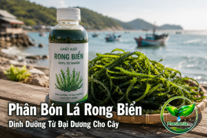 Phân bón lá rong biển