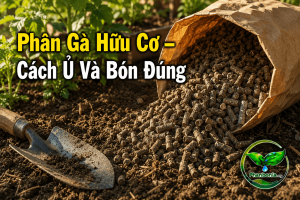 Phân gà hữu cơ