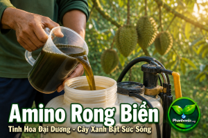 Amino rong biển
