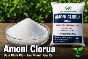 Amoni Clorua