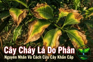Cây cháy lá do phân