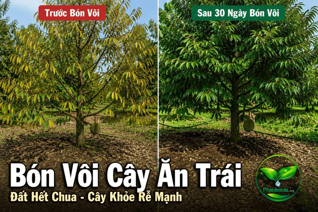 Đất hết chua cây rễ khoẻ mạnh khi bón vôi