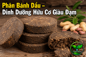 Phân bánh dầu