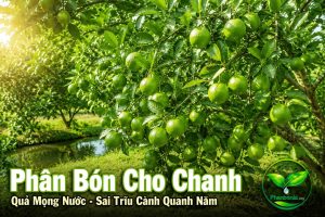 Phân bón cho chanh