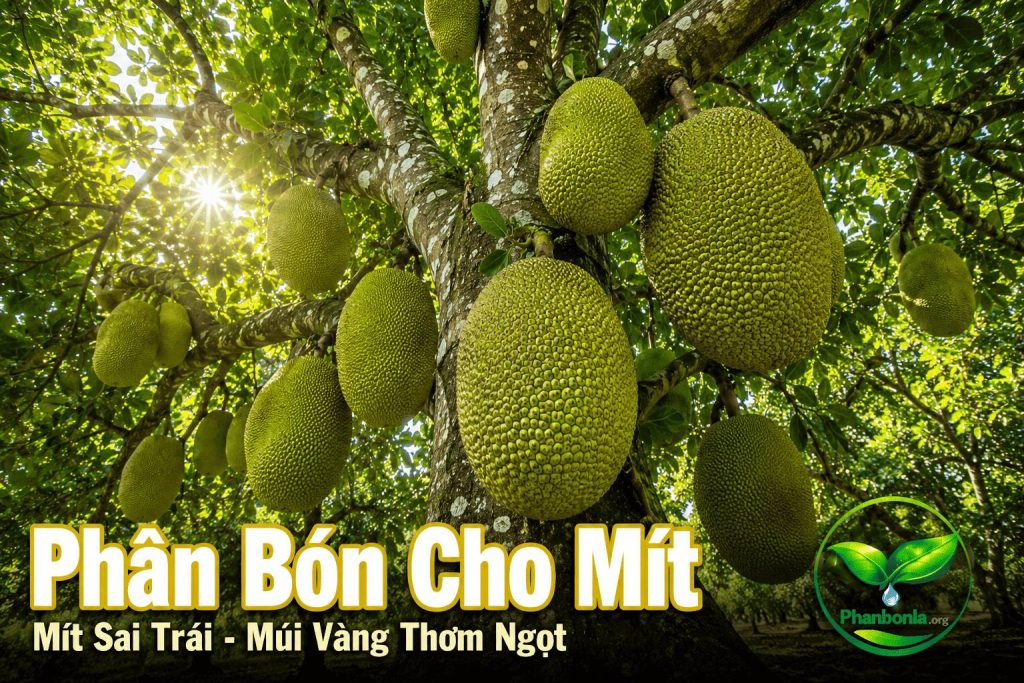 Phân bón cho mít
