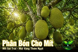 Phân bón cho mít