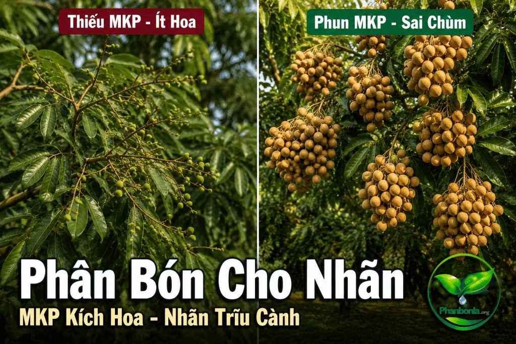 Phân bón cho nhãn, kích hoa nhãn trĩu cành