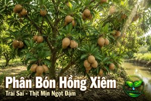 phân bón cho sapoche (hồng xiêm)