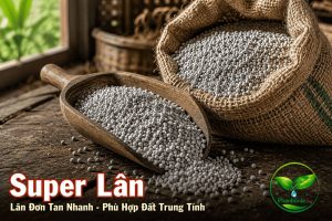 Super lân