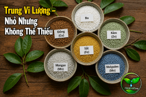 Trung vi lượng nhỏ nhưng không thể thiếu