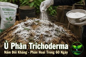 ủ phân Trichoderma