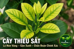 Cây thiếu sắt biểu hiện gì