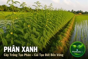Phân Xanh